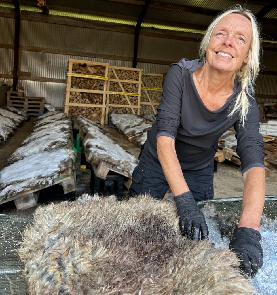 Vi salter lammeskind og gør klar til garvning